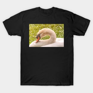 Sleeping Mute Swan T-Shirt